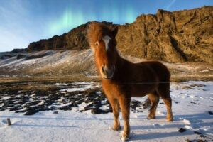A beautiful Icelandic horse stands on snowy terrain under the aurora borealis, Iceland.