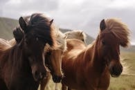 Close-up of wild horses with flowing manes in a natural landscape during the day.