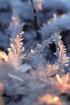 frozen vegetation is winter wonder