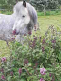 What are the colors of the Icelandic horse?