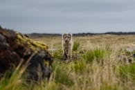 A young Arctic fox explores a grassy meadow near Reykjavik, Iceland.