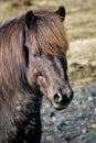 A detailed close-up of a brown horse outdoors showcasing its beautiful mane and expressive eyes.
