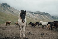 A herd of Icelandic horses grazing in a stunning valley landscape under overcast skies.