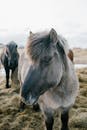 Two Icelandic horses standing in a snowy field, showcasing the breed's unique features and winter coat.