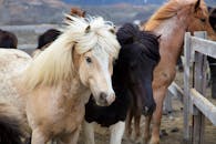 Capture of Icelandic horses with varied coats standing together in a rustic setting.