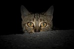 cat, nature, cats, animal, tabby cat, view, black, kitty, homeless, animal portrait, pet, sneaky cat, cute, grey, eyelash, night, dark, fear, frightened, cat eye, detail, close
